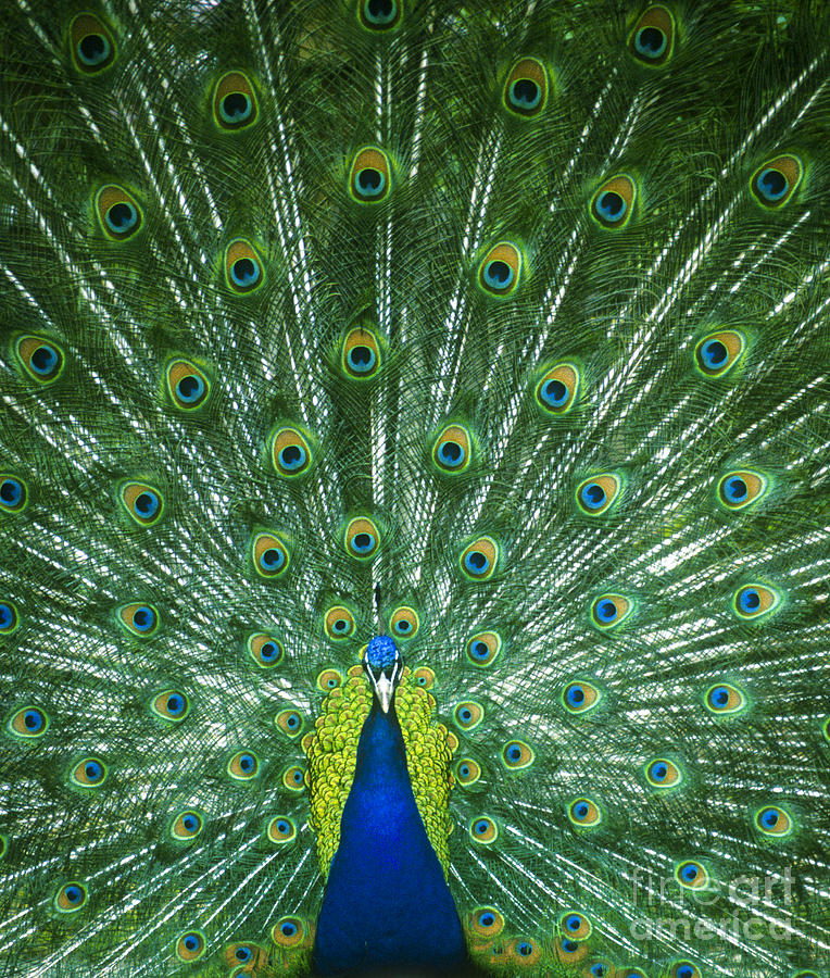 Peacock Photograph - Peacock Tail Display by Alan Oliver