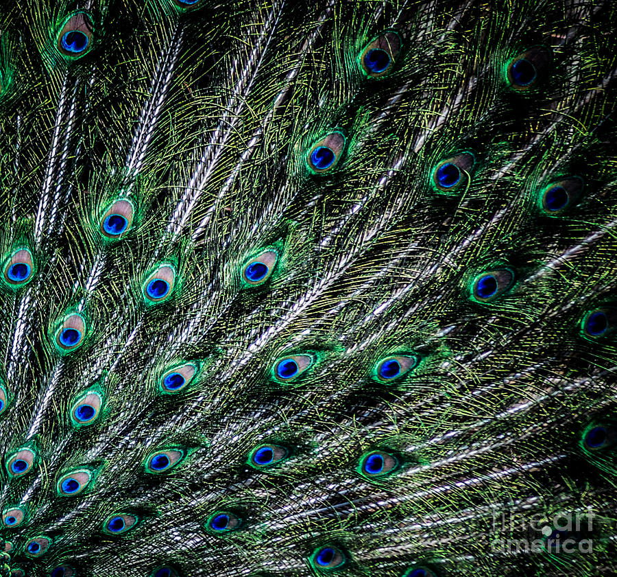 Peacock Tail Feathers Photograph by Ronald Grogan