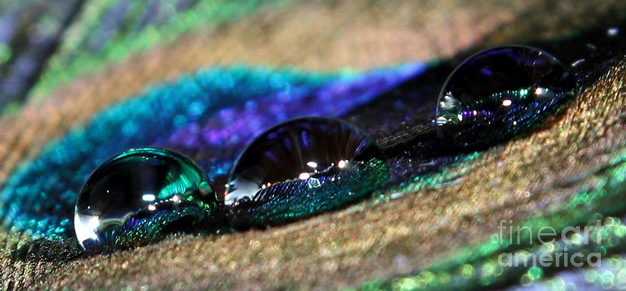 Peacock Tears Photograph by Krissy Katsimbras