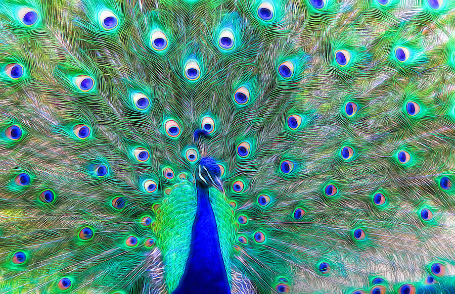 Peacock Photograph - Peacock Textured by Clare VanderVeen