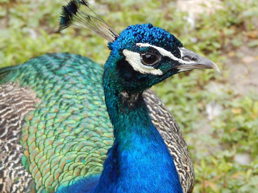 Peacock Photograph - Peacock by Tony Gustina