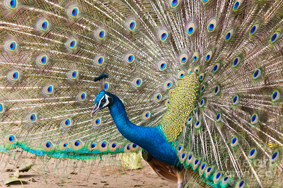 Feather Photograph - Peacock by Tosporn Preede