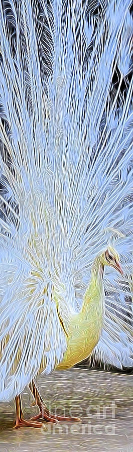Peacock Transformation Digital Art by Ray Shiu