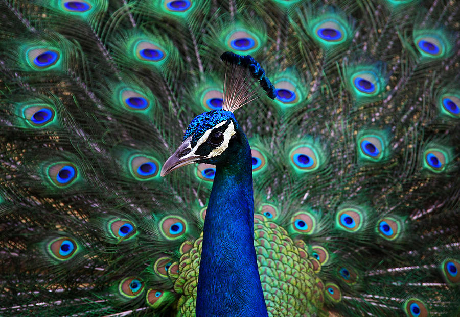 Peacock Photograph - Peacock by Unknown