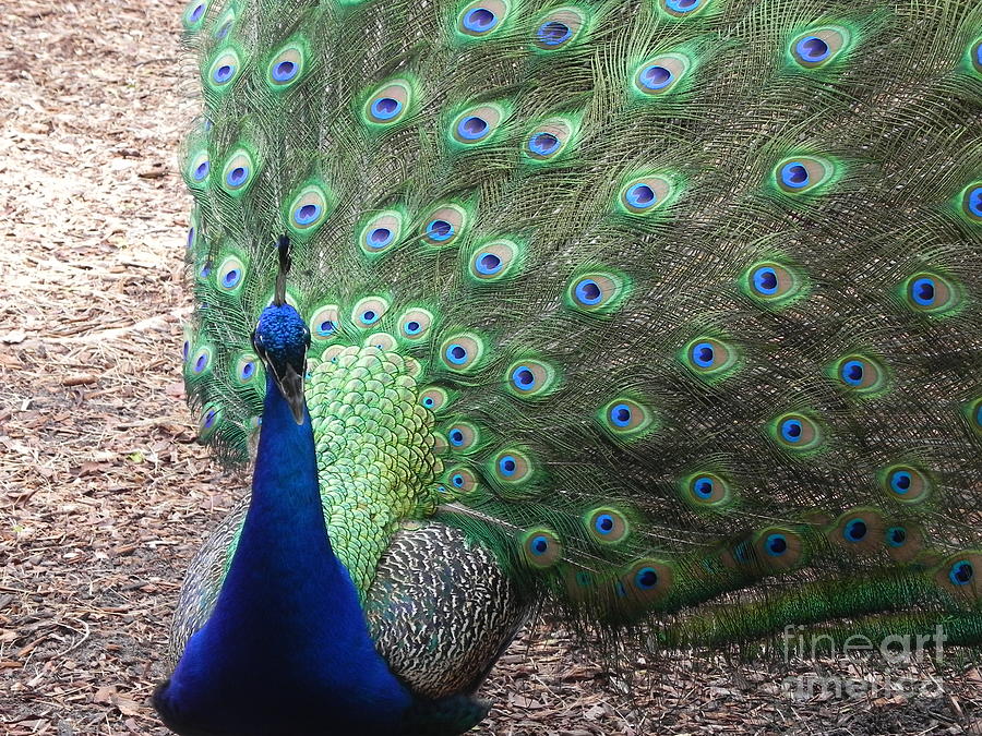 Peacock Up Close Photograph by Chrisann Ellis