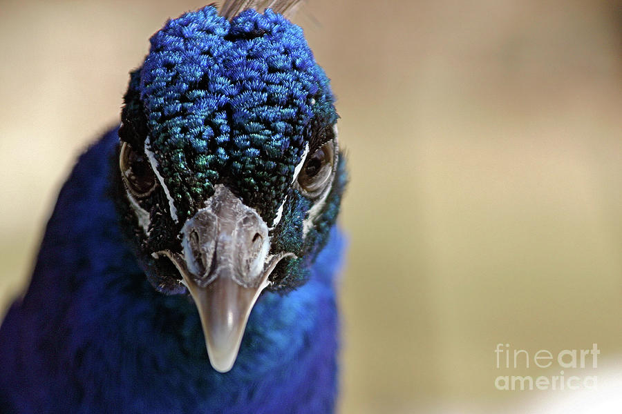 Peacock Photograph - Peacock Up Close by Karol Livote