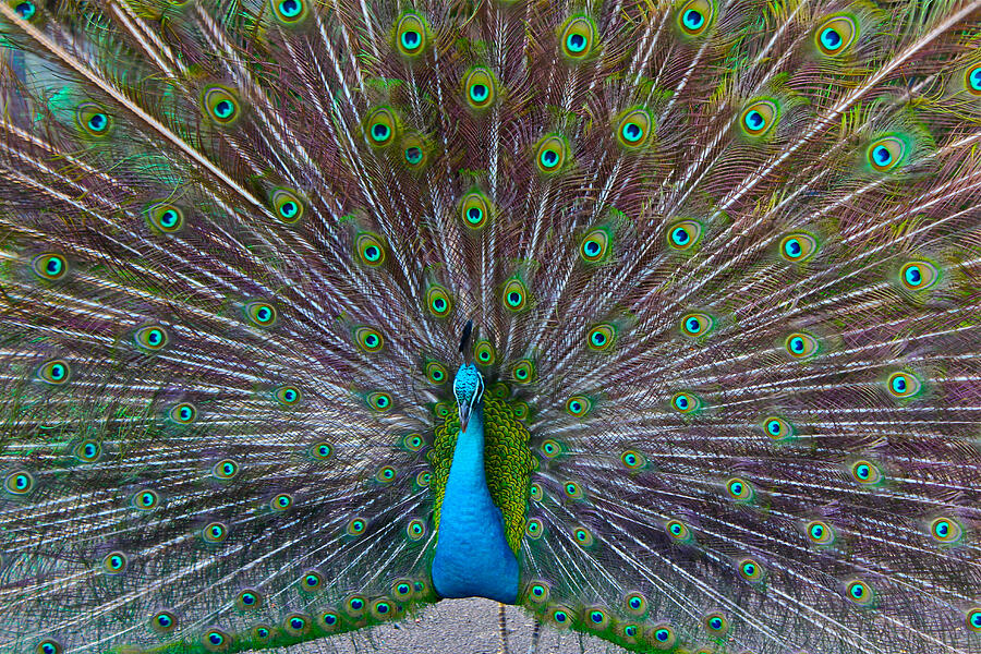 Peacock Photograph by Venetia Featherstone-Witty
