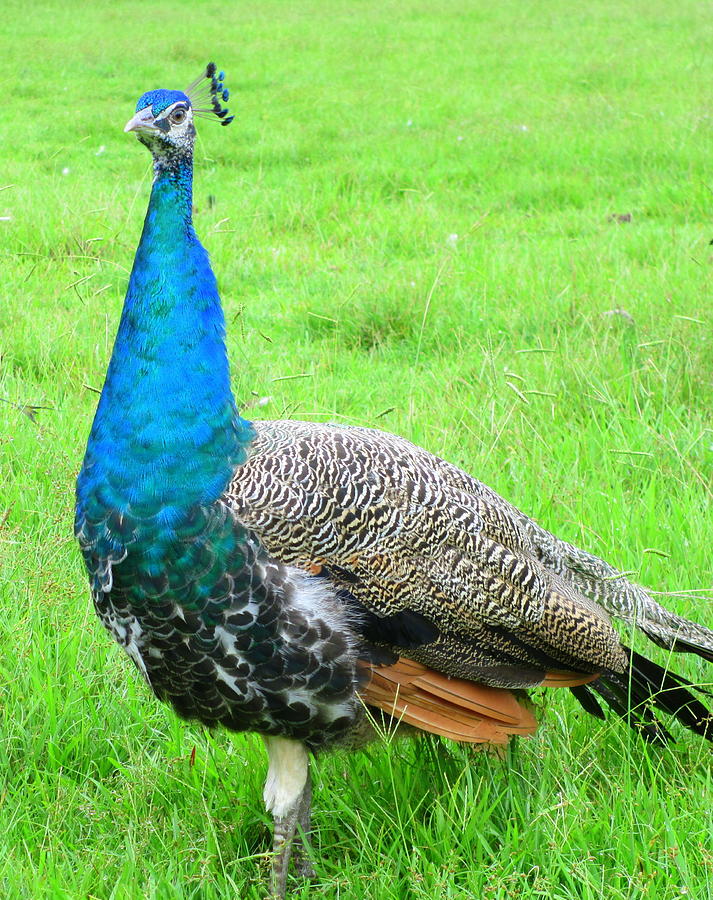 Peacock Walk Photograph by Randall Weidner