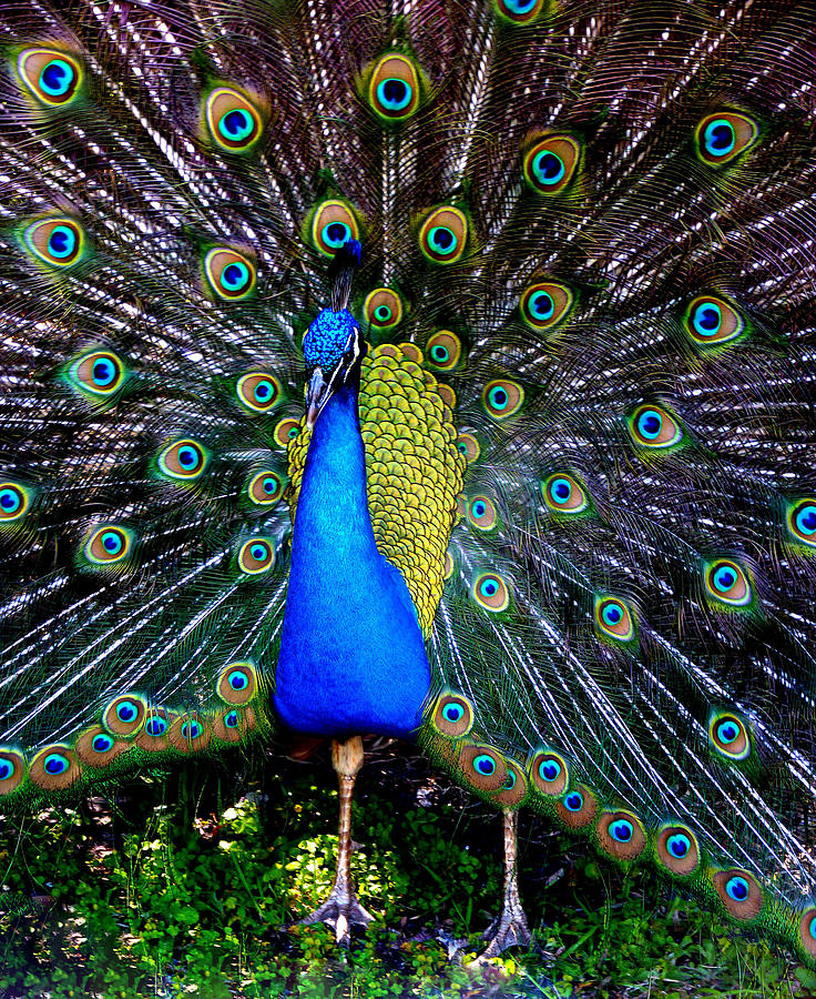 Peacock Proud Photograph by Susan Duda
