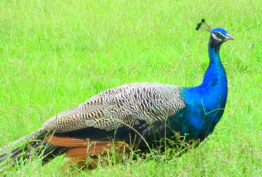 Peacock Watching Photograph by Randall Weidner - Fine Art America