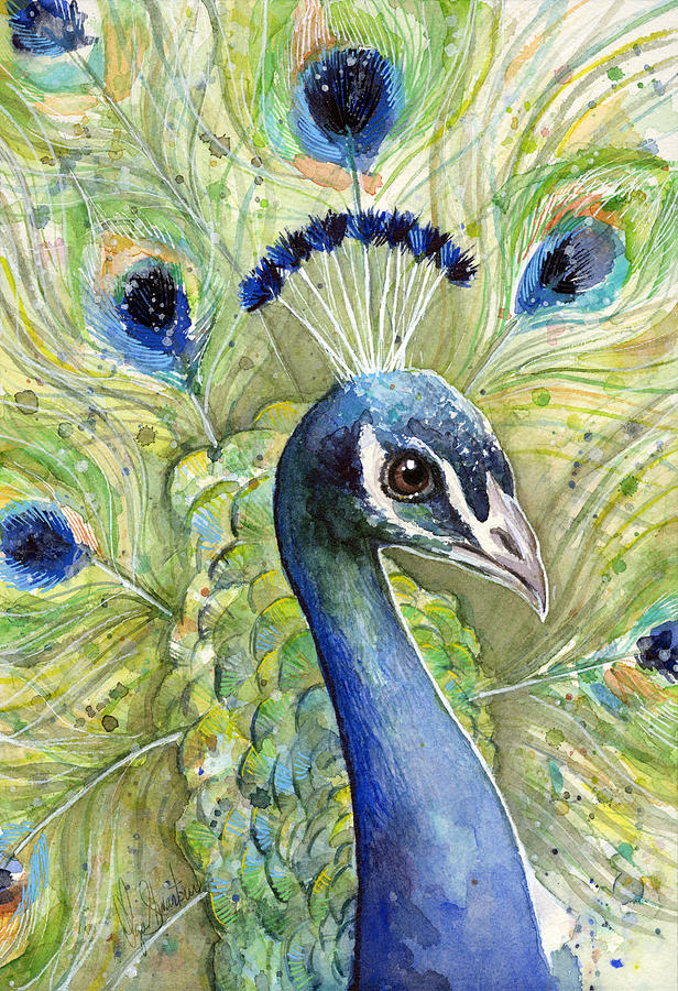 Peacock Painting - Peacock Watercolor Portrait by Olga Shvartsur