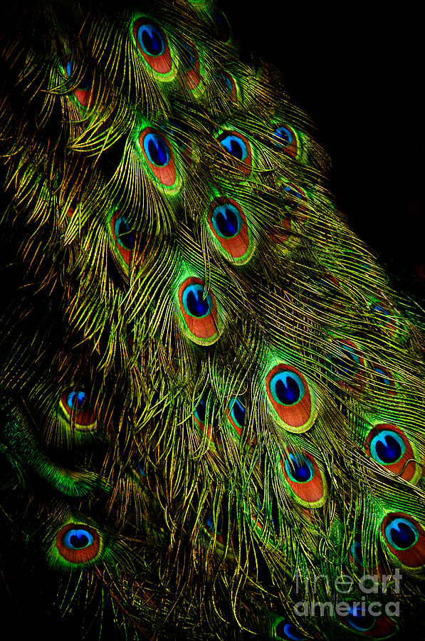 Peacock Waterfall Photograph by Venetta Archer