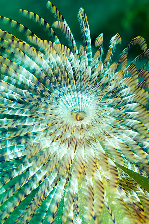 Peacock Worm Photograph by Roy Pedersen