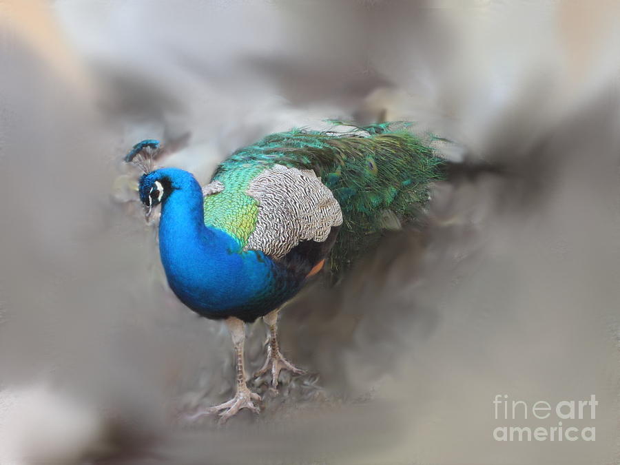 Peacock Photograph - Peacock2 by Laurianna Taylor