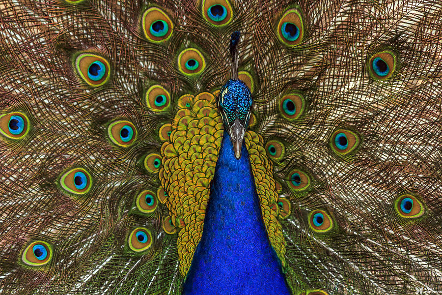 Peacocks Photograph by Elaine Malott