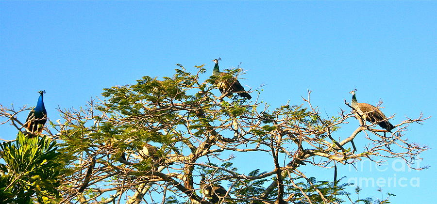 Peacocks in a High Tree Photograph by Joan McArthur