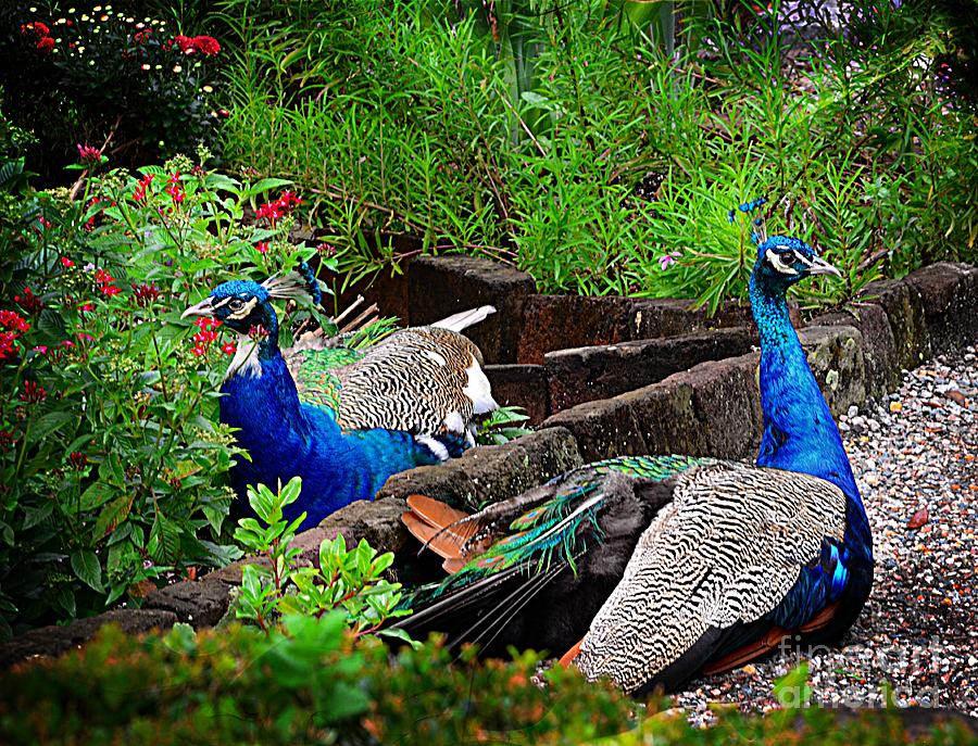 Peacocks In The Garden Photograph