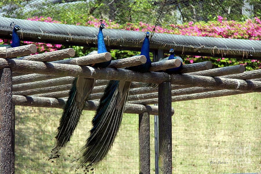 Peacocks Park Photograph by Yumi Johnson Peacocks Park Photograph by Yumi Johnson