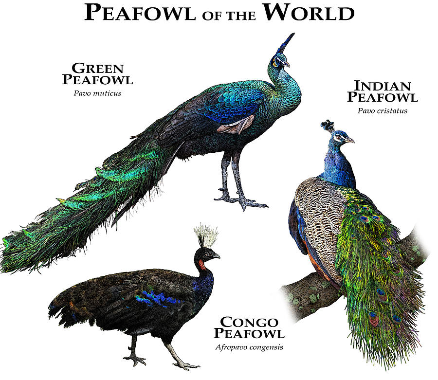 Peafowl Of The World Photograph by Roger Hall | Pixels