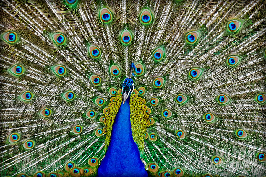 Peafowl Peacock Photograph by Gary Keesler