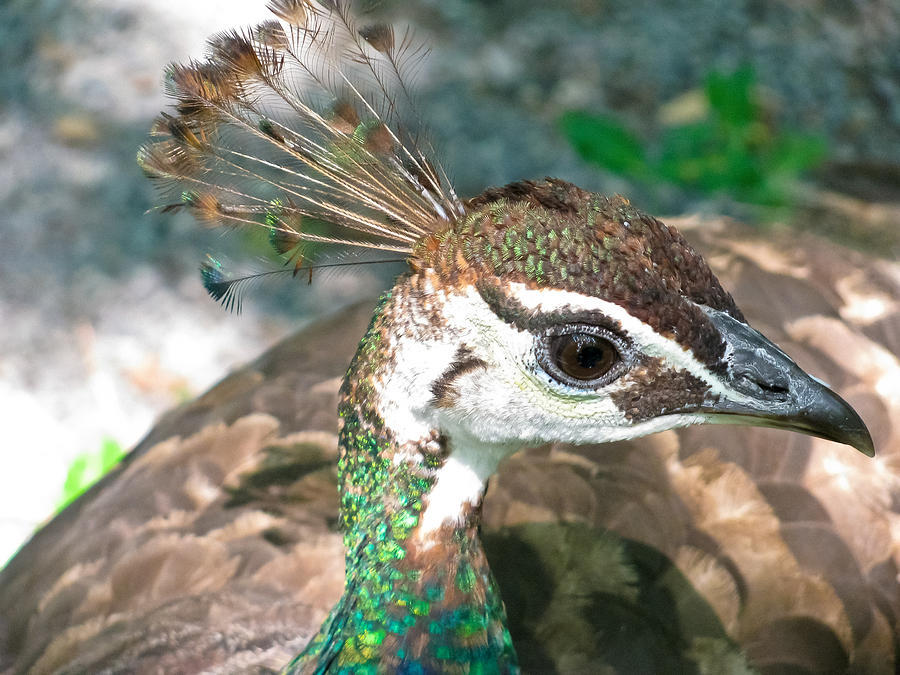 Peahen Crest Photograph by Colleen Kammerer