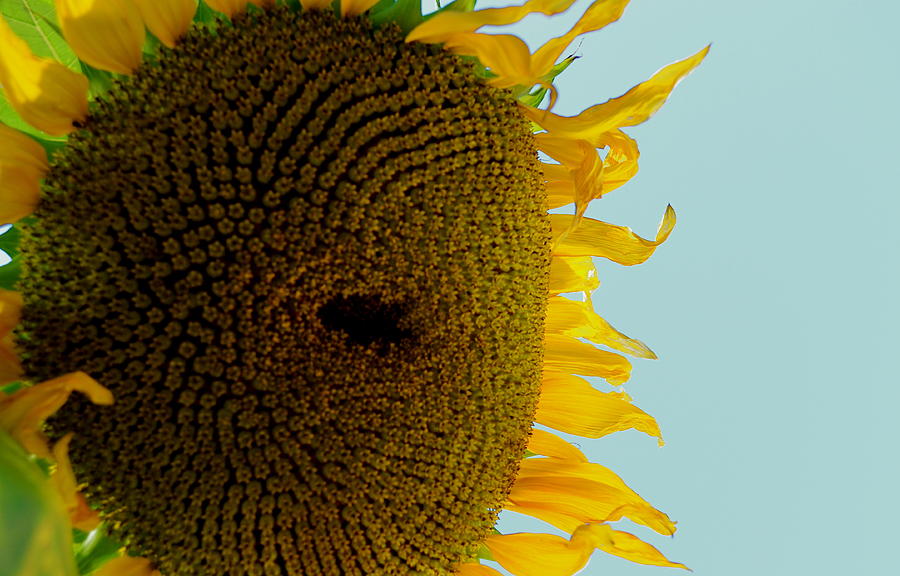 Peak a boo sunflower Photograph by Gregory Merlin Brown