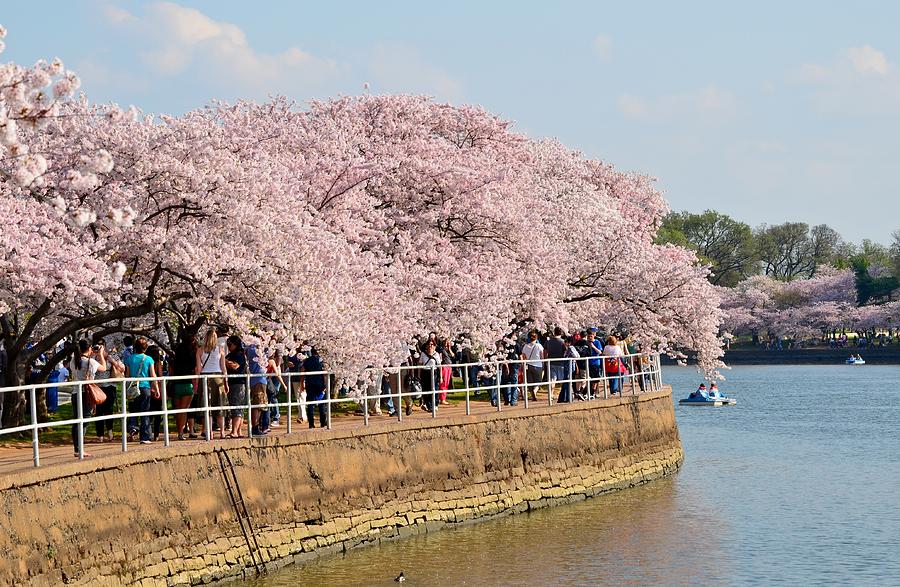 Peak Cherry Blossoms on the Basin Photograph by Jeff at JSJ Photography