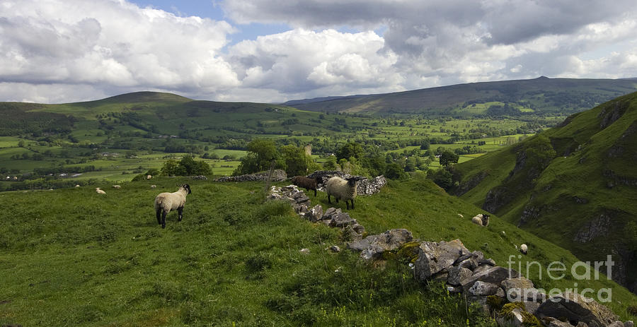 Sheep Photograph - Peak District View by Darren Burroughs