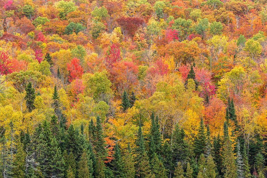 Peak Fall Colors in the Forest Photograph by Pierre Leclerc Photography