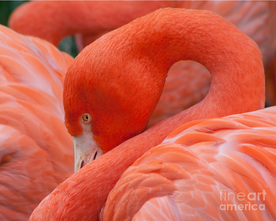 Peaking Flamingo Photograph by Kimberly Blom-Roemer