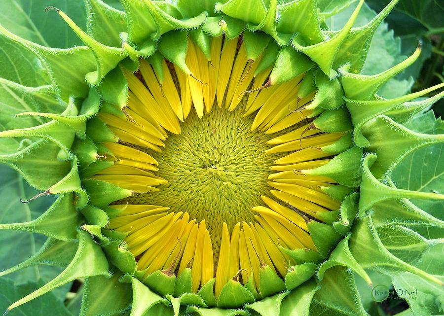 Sunflower Photograph - Peaking Out #1 by Robert ONeil