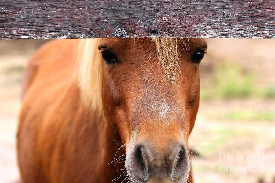 Peaking Pony Photograph by Janice Byer