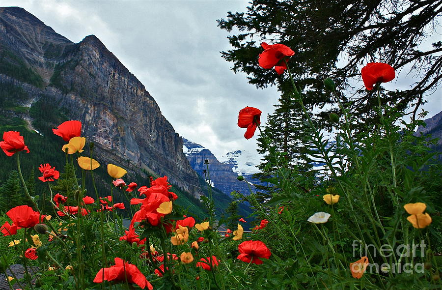 Lake Louise with Poppies Photograph by Linda Bianic