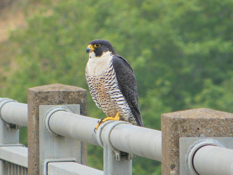 Peregrine Falcon T-Shirts for Sale