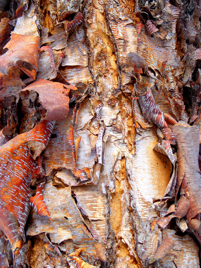 Pealing Bark Upclose Photograph by Duane McCullough