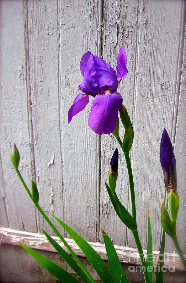 Pealing Paint And Iris  Photograph by Nancy Patterson