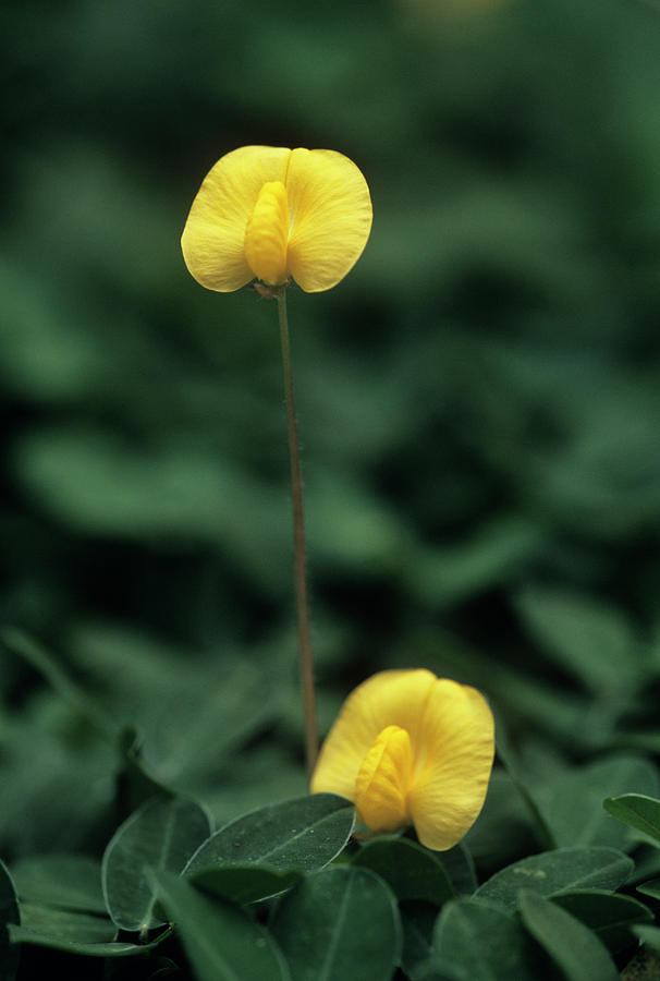 Nature Photograph - Peanut Flowers (arachis Hypogaea) by Bob Gibbons/science Photo Library