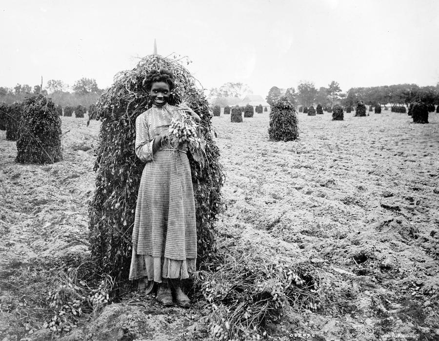 Peanut Patch, C1900 Photograph by Granger - Fine Art America