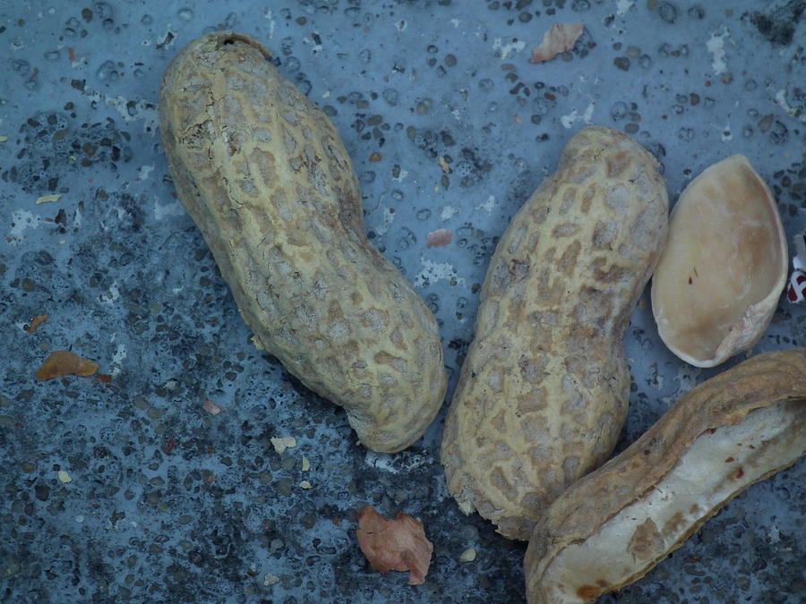 Peanut shells on Blue Media Photograph by Robert Rhoads