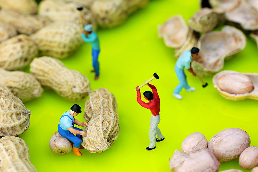 Peanut workers little people on food Photograph by Paul Ge