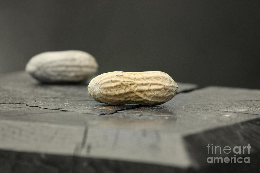 Peanuts Photograph by Leone Lund
