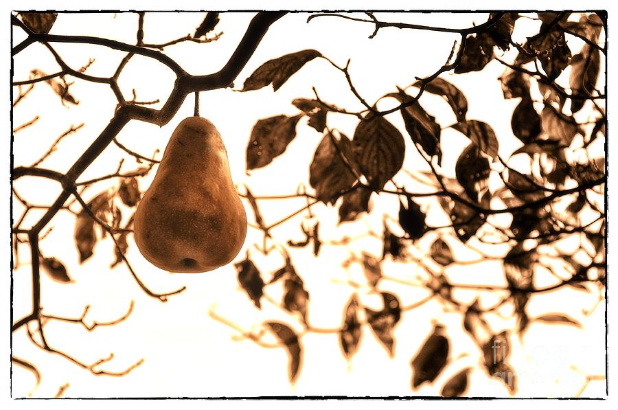 Pear 6 - Harvest 2 Photograph by Mark Fuller