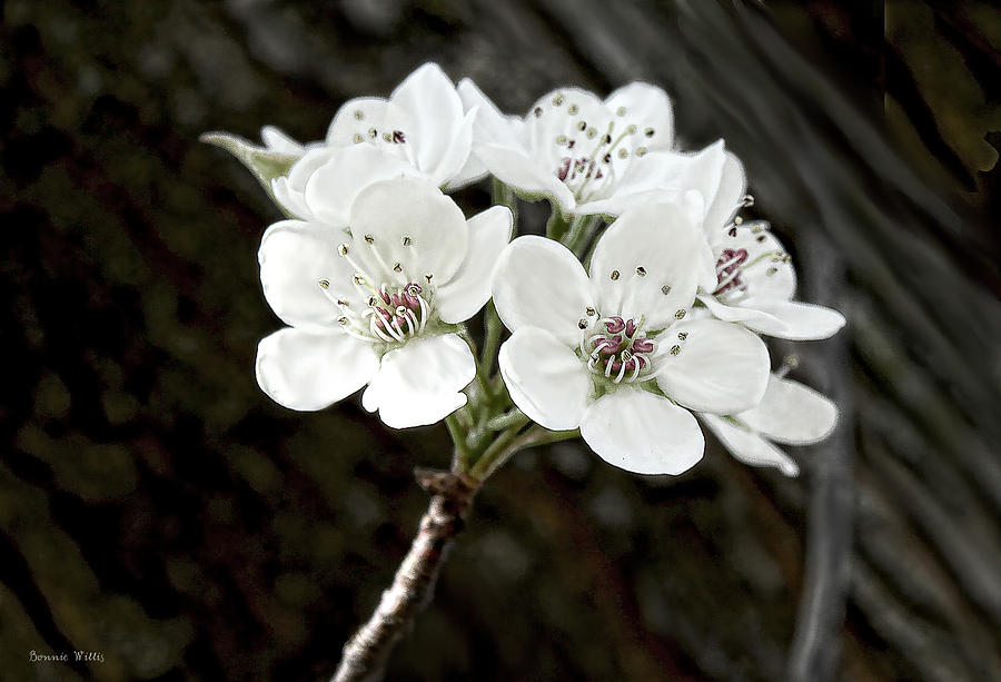 Pear Blossom Photograph by Bonnie Willis