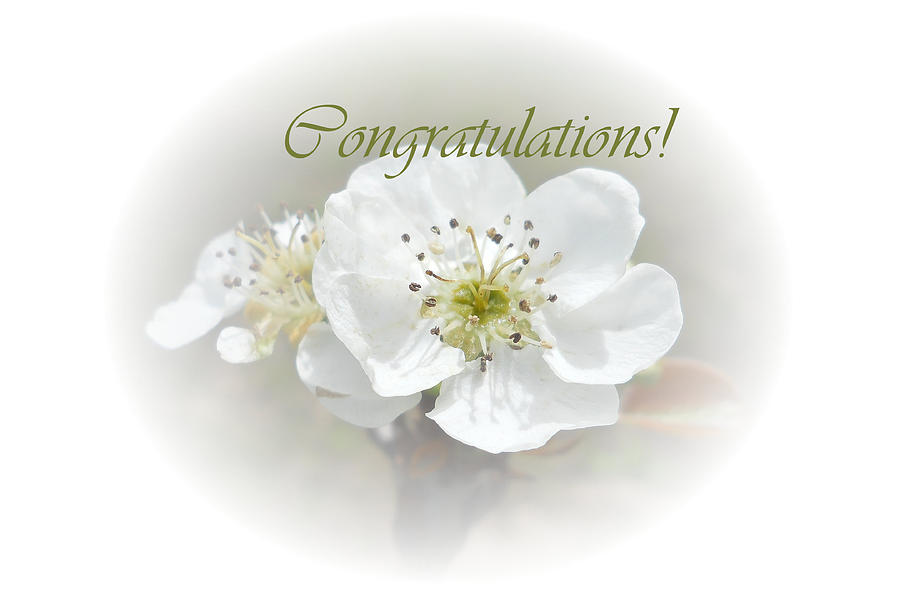 Pear Blossom Congratulations Photograph by Judy Hall-Folde