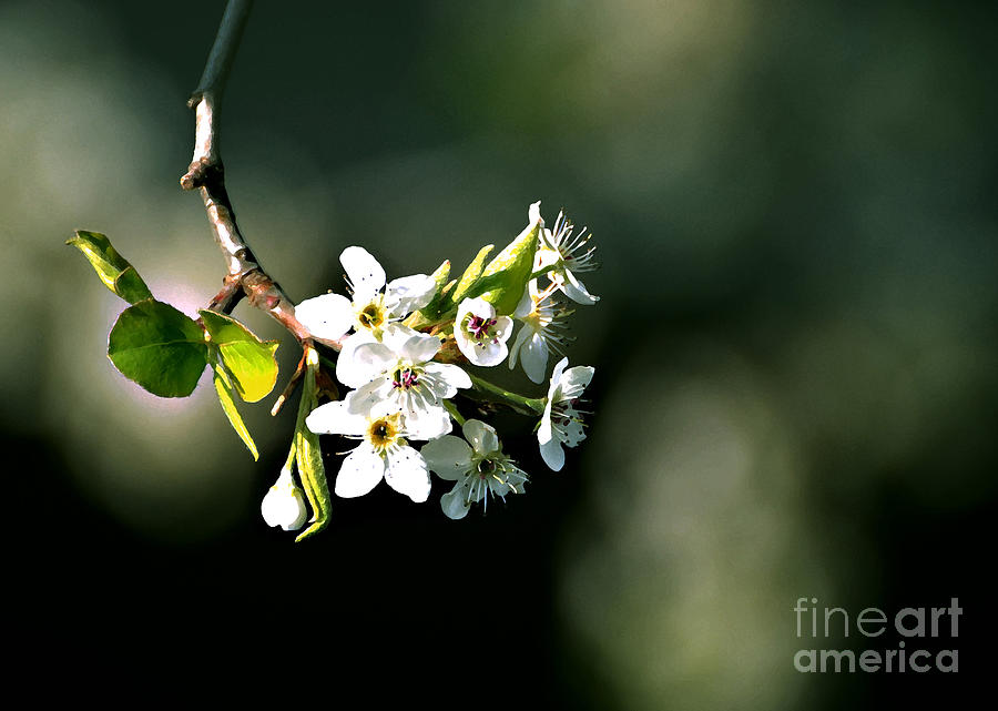 Pear Blossom Digital Photograph by Linda Cox