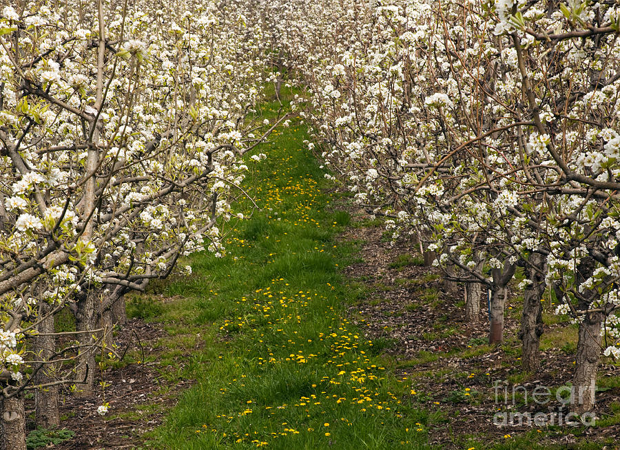 Tree Photograph - Pear Blossom Lane by Michael Dawson
