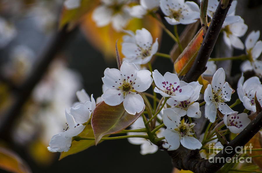 Salem Photograph - Pear Blossom by M J
