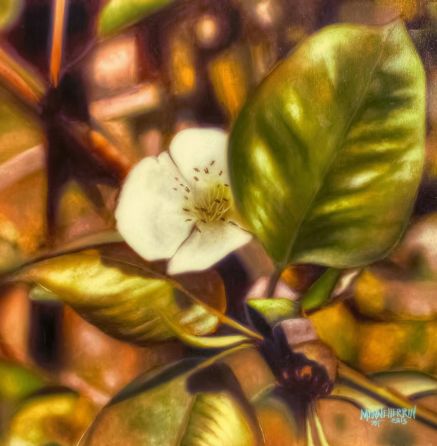 Pear Blossom Painting by Melissa Herrin