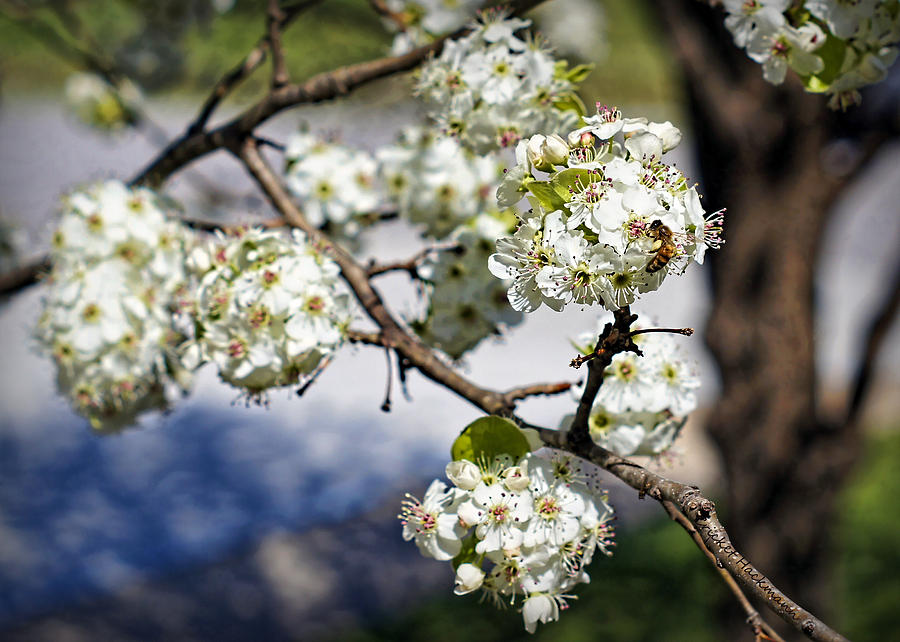 Flower Photograph - Pear Blossom Pollinator by Cricket Hackmann