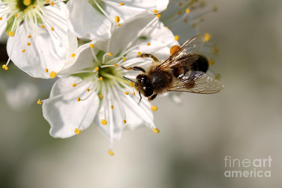 Pear Blossom with bee Photograph by Amanda Mohler